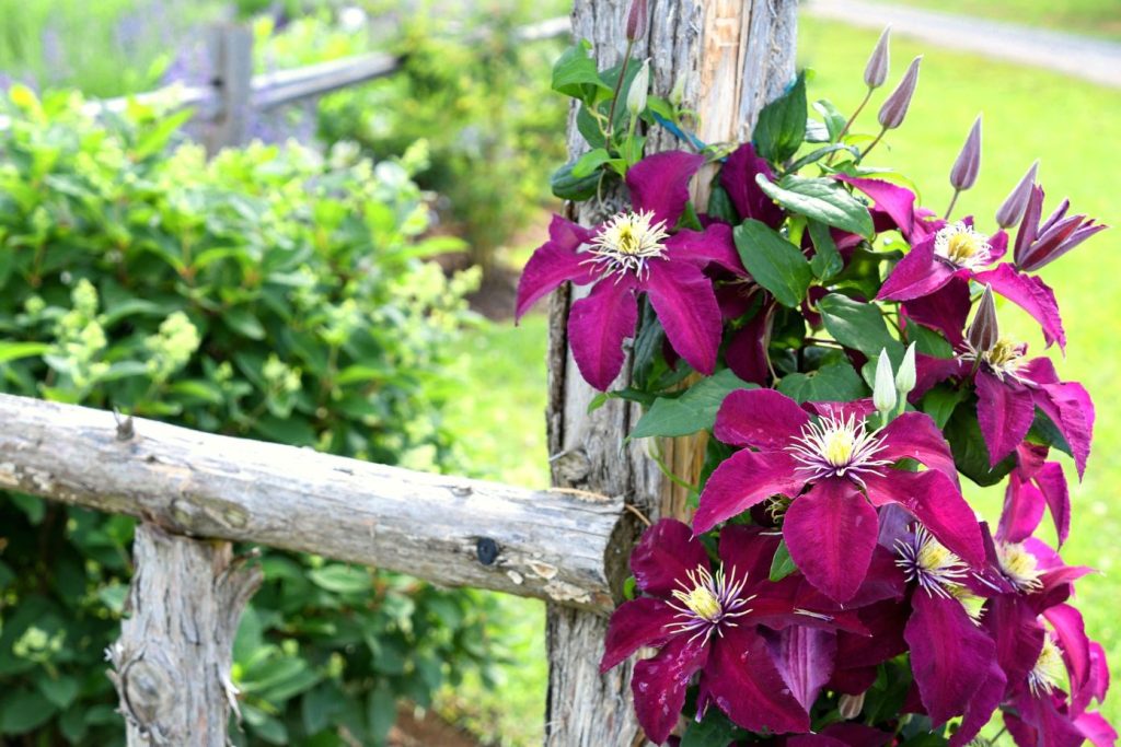 Climbing fuchsia flowers