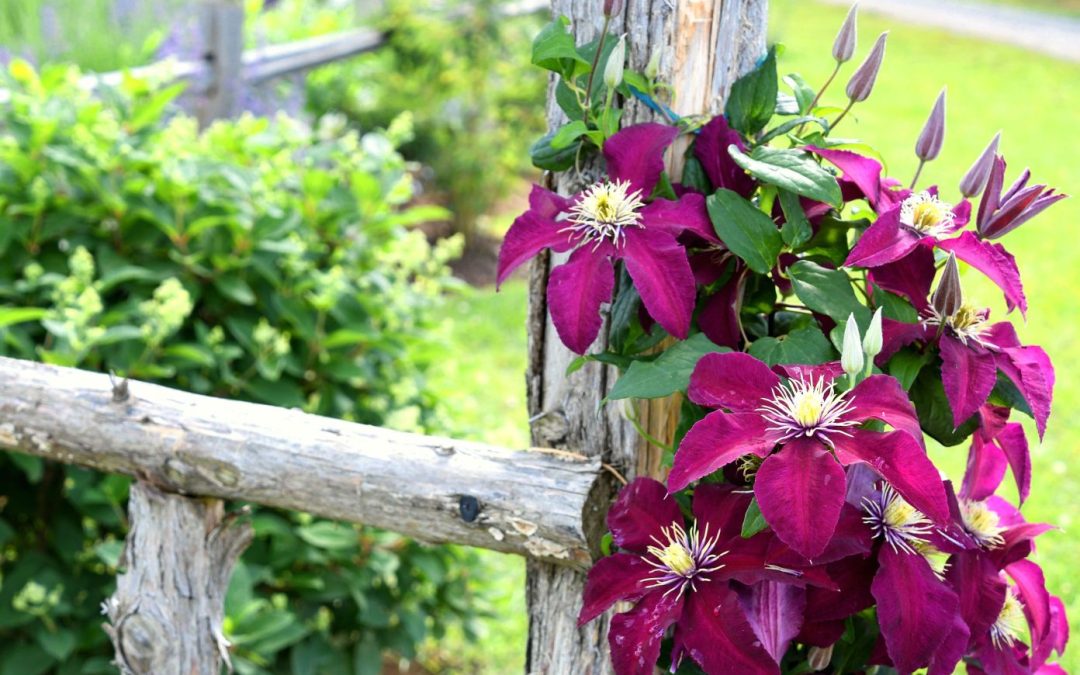 What are the particularities of climbing flowers?