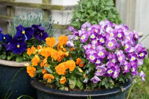 different pansies flowers in pots