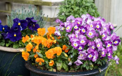 Planting, cultivating and maintaining pansies flowers