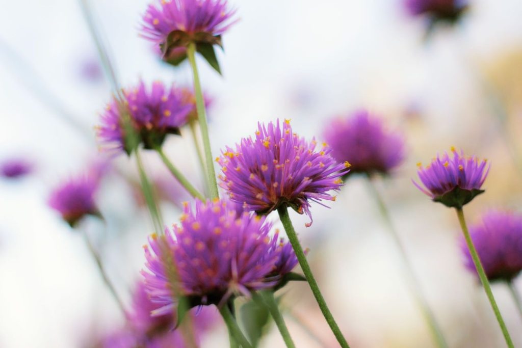 Wild flowers field