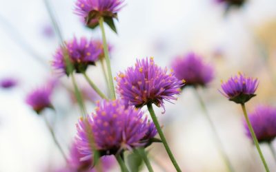 Can wild flowers be grown?