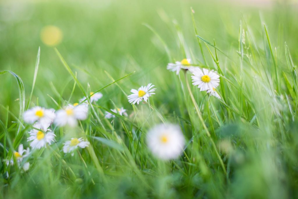 Daisy flowers in a field