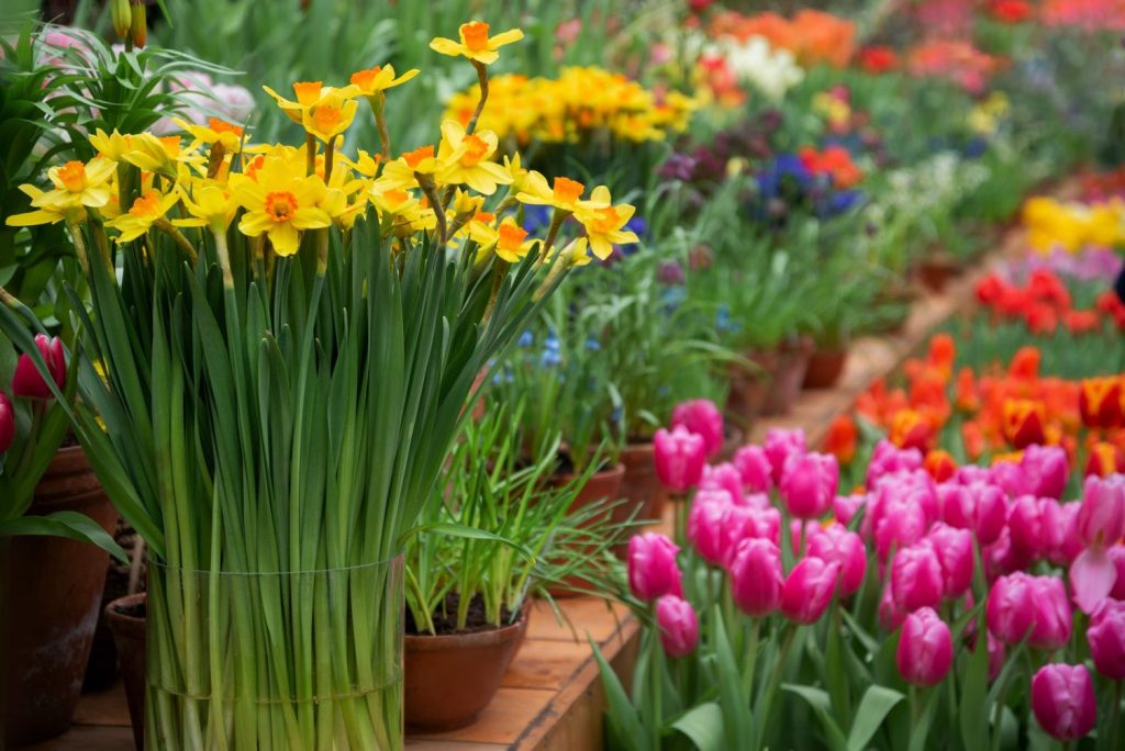 bunch of spring flowers