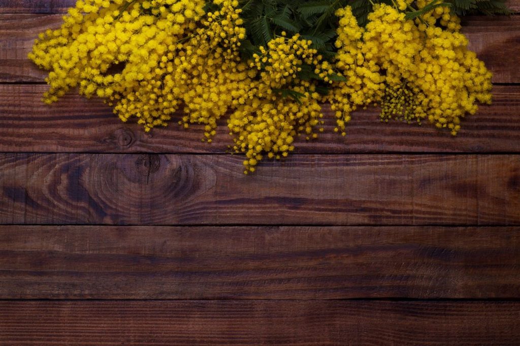 Mimosa, a winter flower