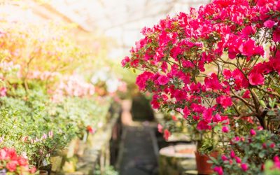 Our selection of flowering shrubs for your next plant