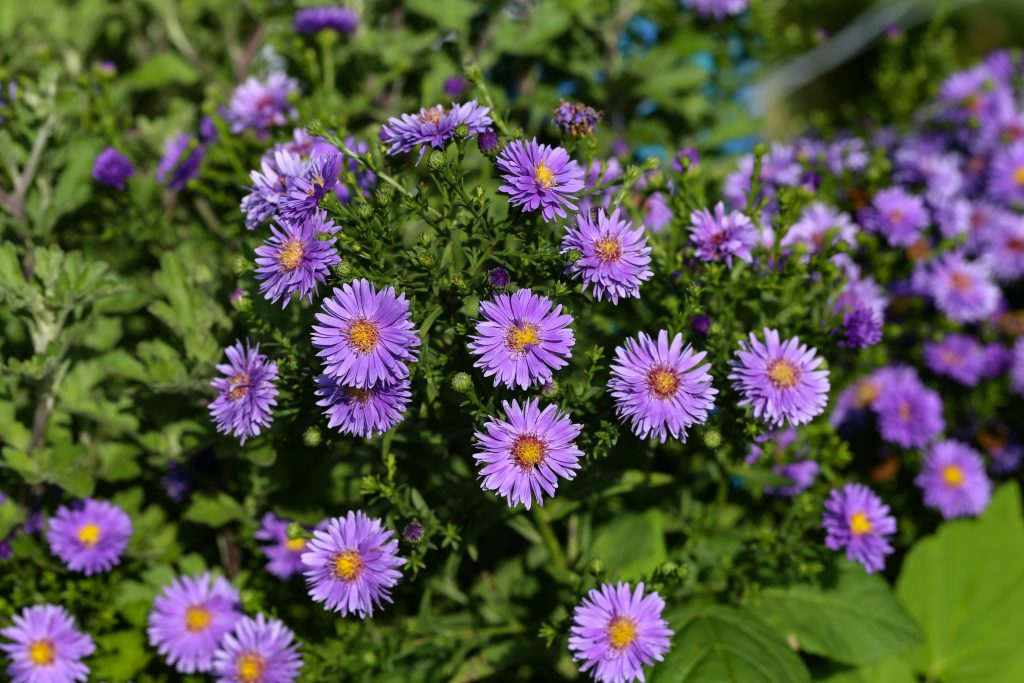 Long-blooming bunch of flowers