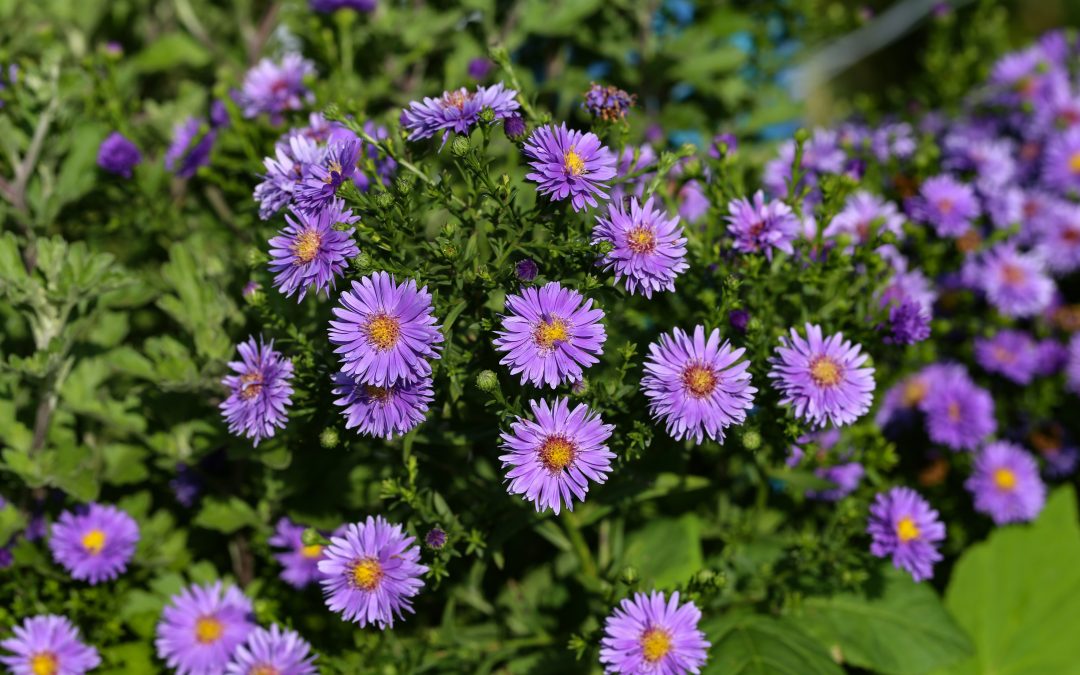 Our top picks for perennials that flower long: Long-flowering Perennials