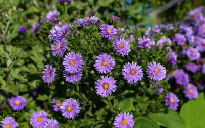 Our top picks for perennials that flower long: Long-flowering Perennials