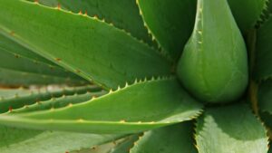 Aloe Vera