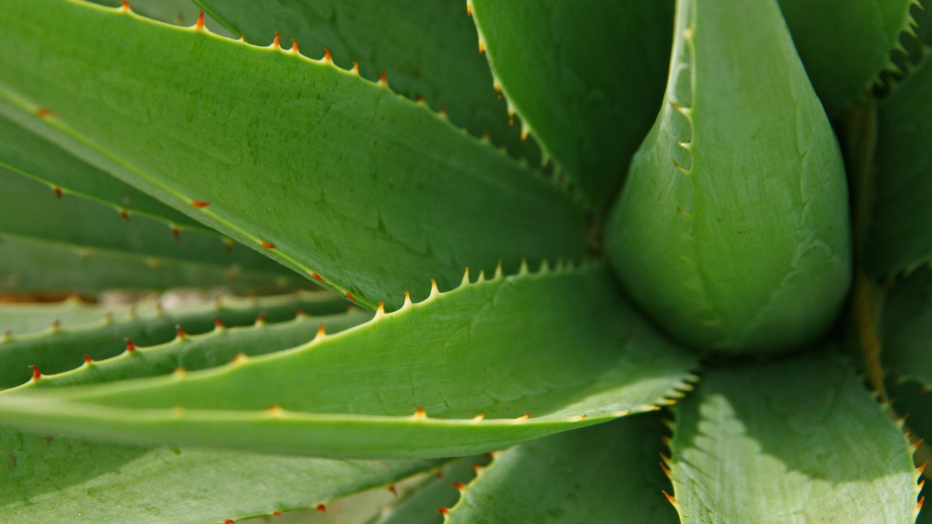 Aloe Vera