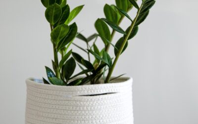 Utiliser des plantes dépolluantes pour améliorer la qualité de l&rsquo;air intérieur